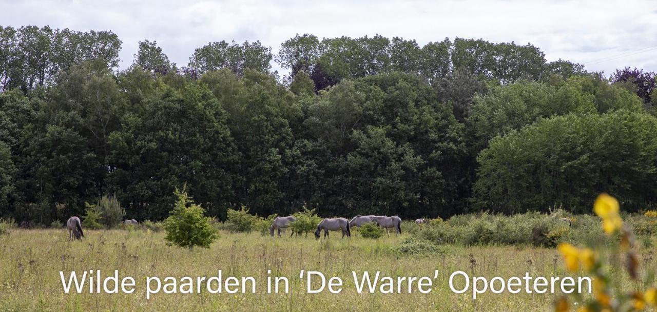 Vakantiewoning Heidebos In Het Nationaal Park Hoge Kempen Opglabbeek المظهر الخارجي الصورة
