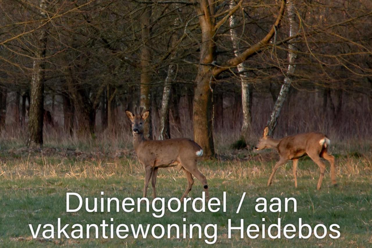 Vakantiewoning Heidebos In Het Nationaal Park Hoge Kempen Opglabbeek المظهر الخارجي الصورة
