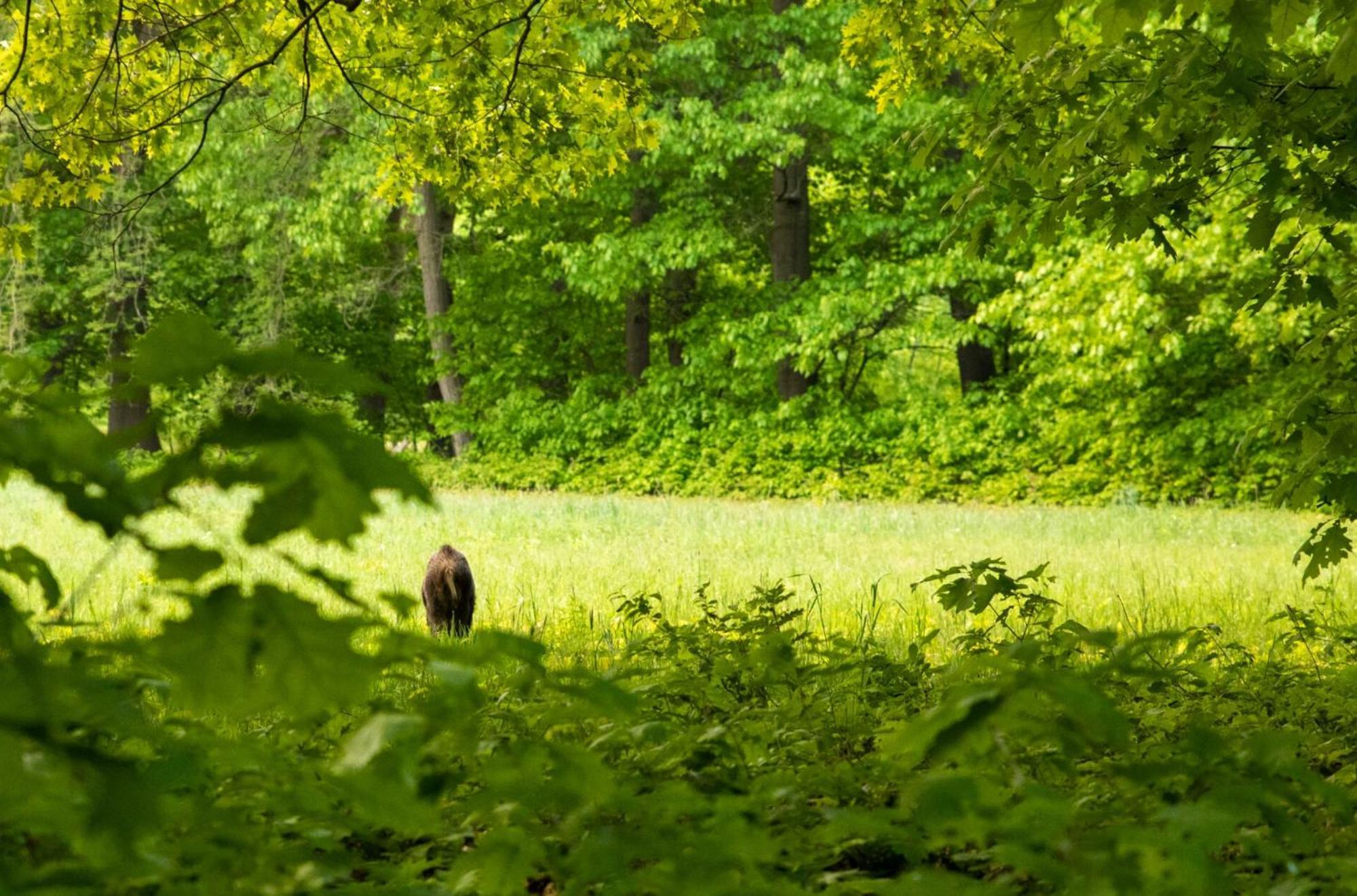 Vakantiewoning Heidebos In Het Nationaal Park Hoge Kempen Opglabbeek المظهر الخارجي الصورة