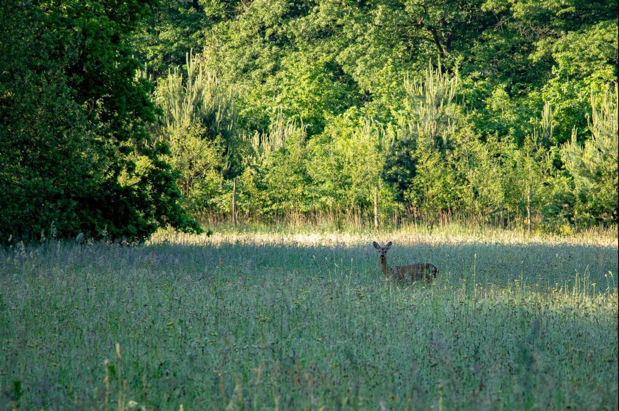 Vakantiewoning Heidebos In Het Nationaal Park Hoge Kempen Opglabbeek المظهر الخارجي الصورة
