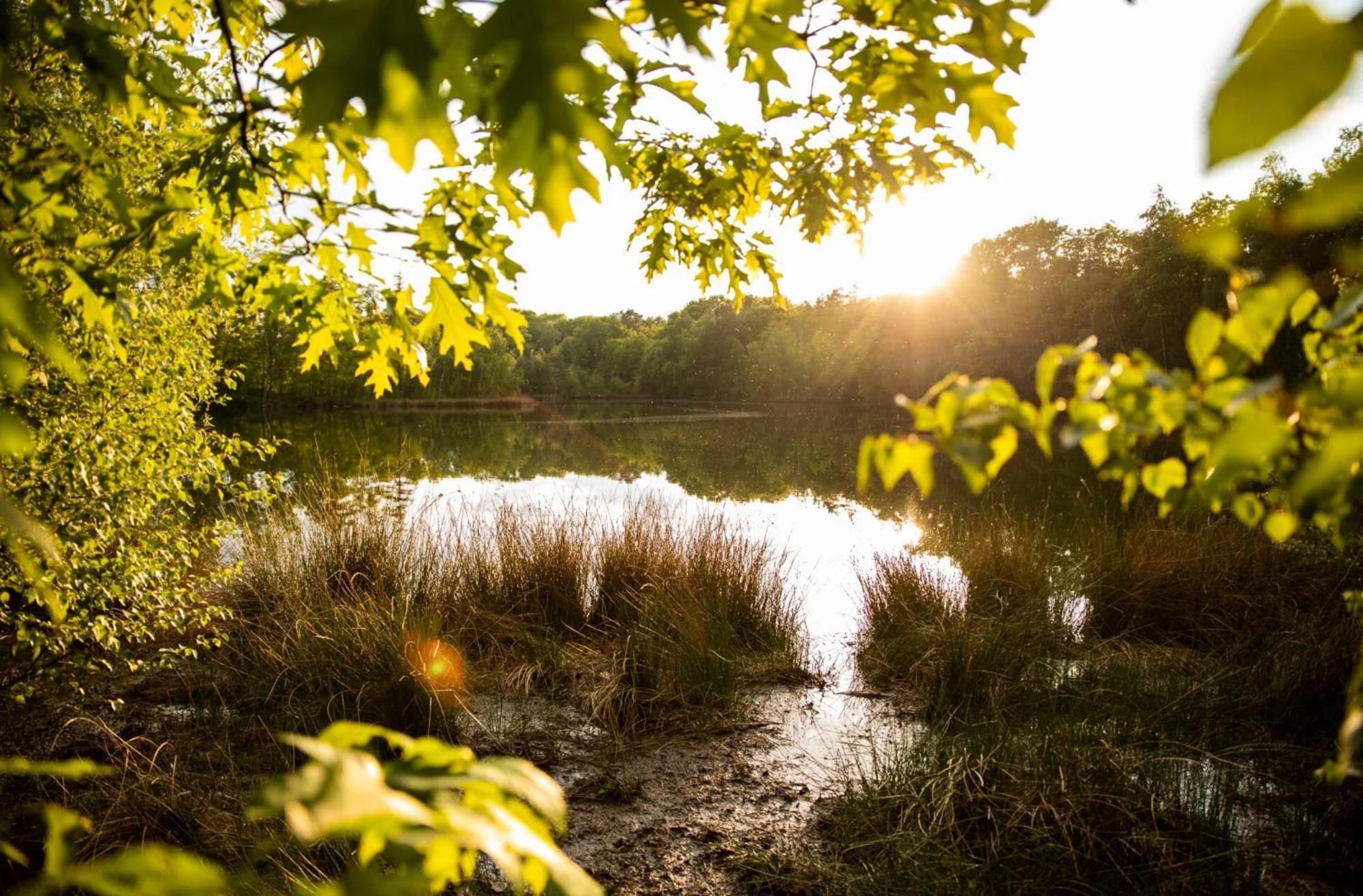 Vakantiewoning Heidebos In Het Nationaal Park Hoge Kempen Opglabbeek المظهر الخارجي الصورة
